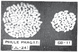 फुले प्रगती (जेएल-२४) व एसबी-११ (शेंगा)